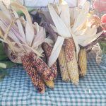 Decorative Corn Bundles